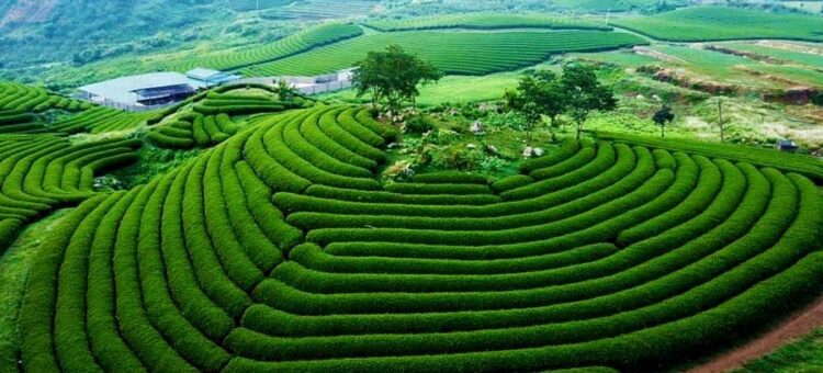 Mộc châu trên cao