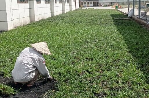 Dịch vụ trồng cỏ uy tín